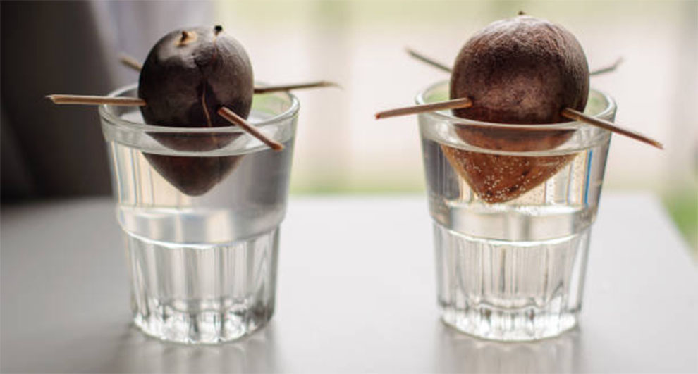 Grow Avocado from Seed In Water