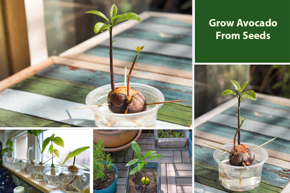 Grow Avocado From Seeds 