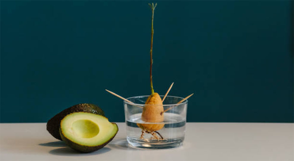 Grow Avocado Pit in Water With A Toothpick