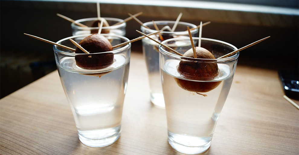 grow Avocado pit in water 