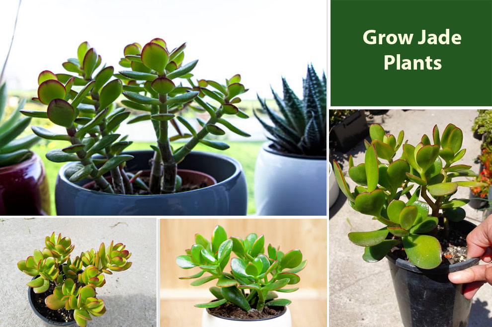 Grow Jade Plants 