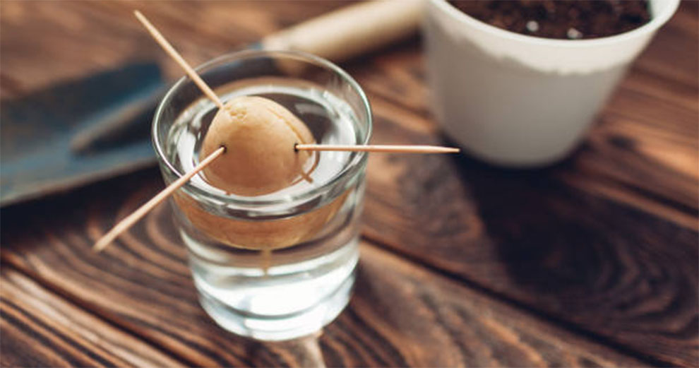 Growing Avocado Seeds In Water