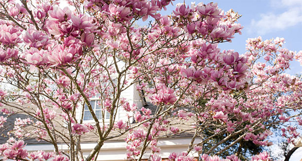 Growing Conditions for Japanese Magnolia Trees