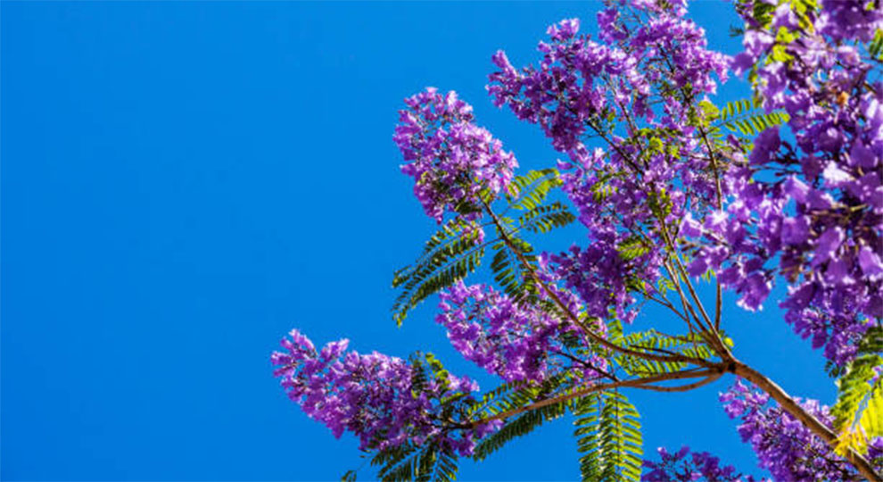Blue Jacaranda Mimosifolia