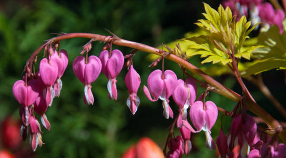 Hearts of Gold Redbud