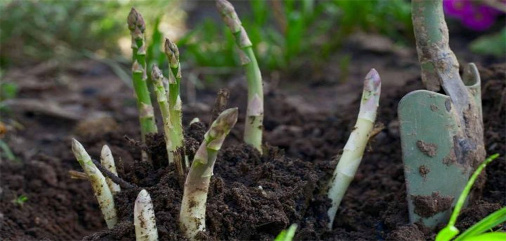 How Do You Rejuvenate An Old Asparagus Bed