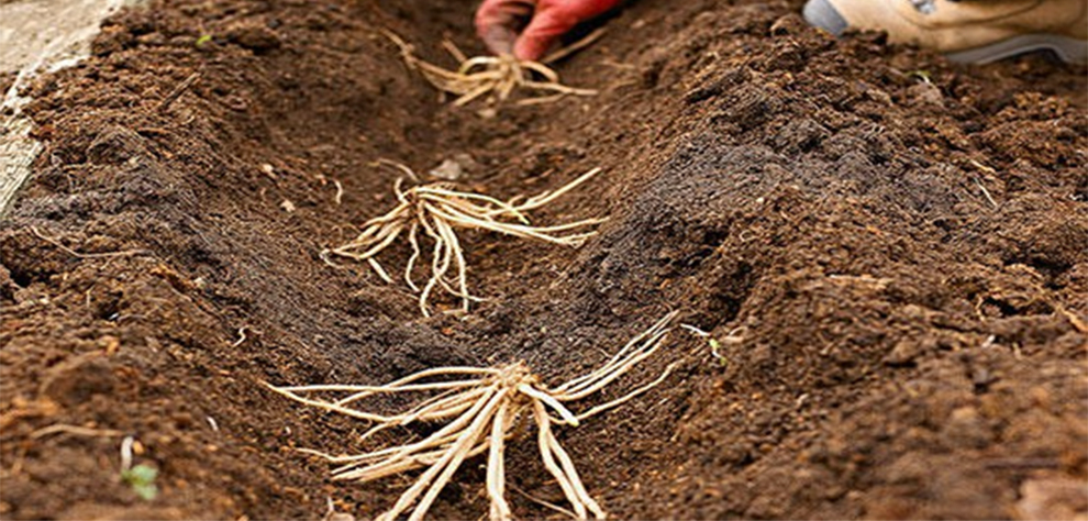 How Far Apart To Plant Asparagus Roots