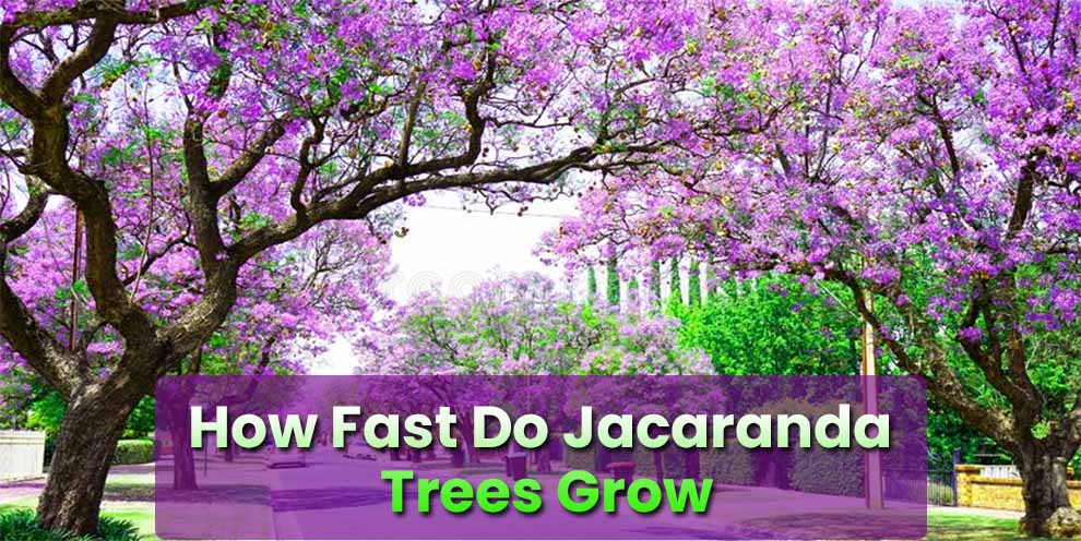 How Fast Do Jacaranda Trees Grow