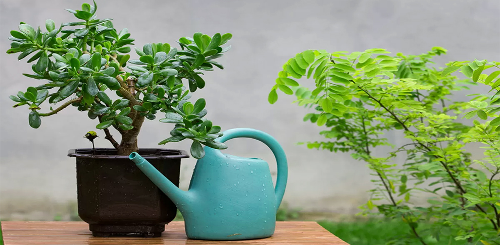 How Is Jade Plant Care Indoors Different From How You Take Care Of Jade Plants Outdoors