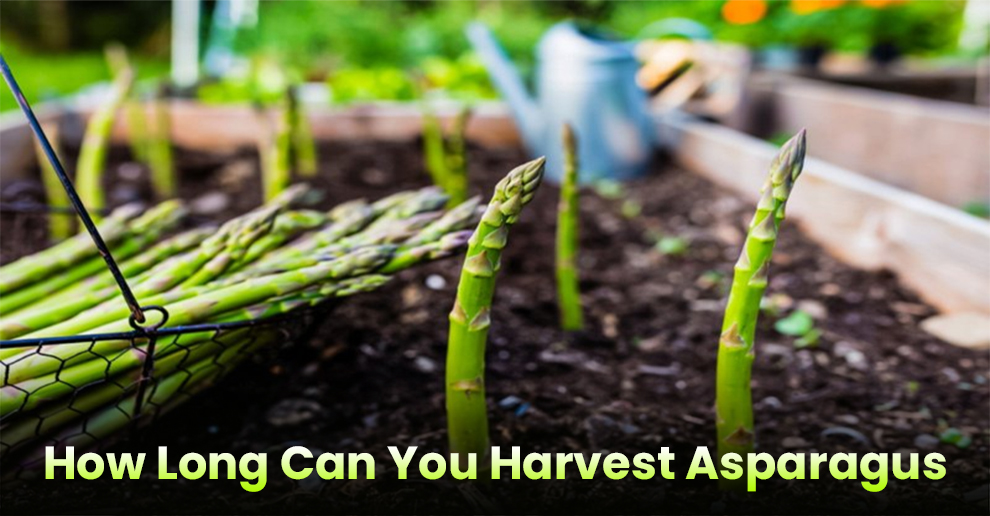How Long Can You Harvest Asparagus