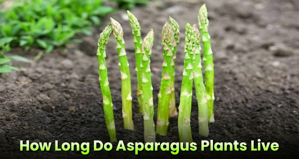 How Long Do Asparagus Plants Live