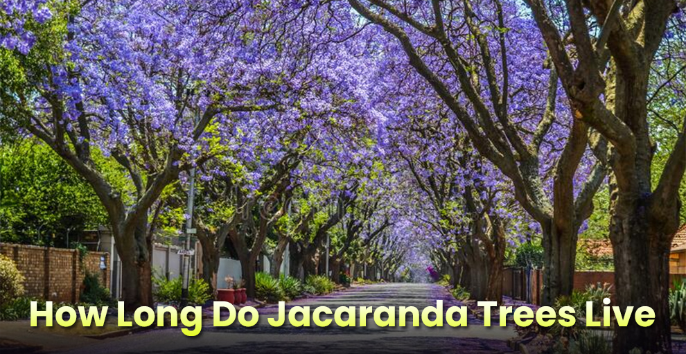 How long do jacaranda trees live