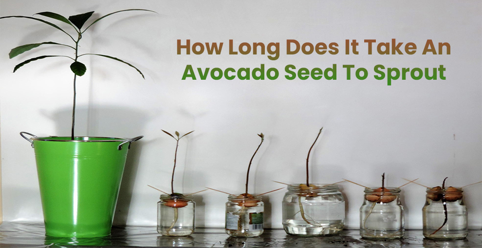  How long does it take an avocado seed to sprout 