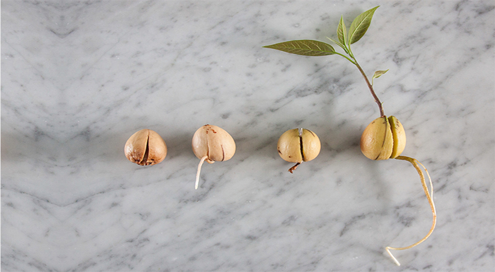 Avocado Seed To Sprout