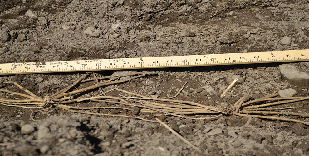 How Many Asparagus Roots To Plant Together