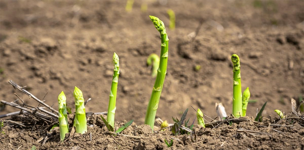 How Many Years Do Asparagus Plants Live