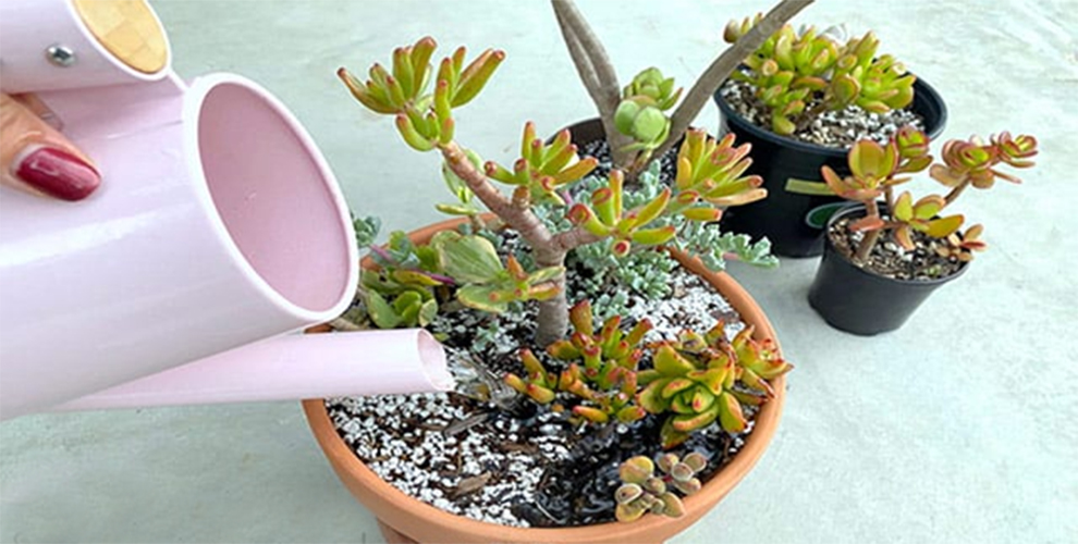 How often do you water a jade plant