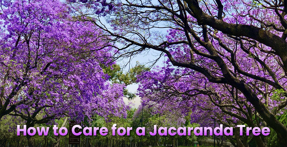 care for a jacaranda tree
