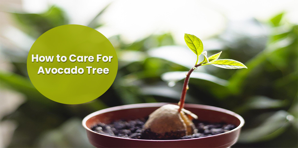 How to Care for Avocado Tree
