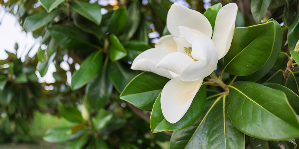 How To Care For Evergreen Southern Magnolia