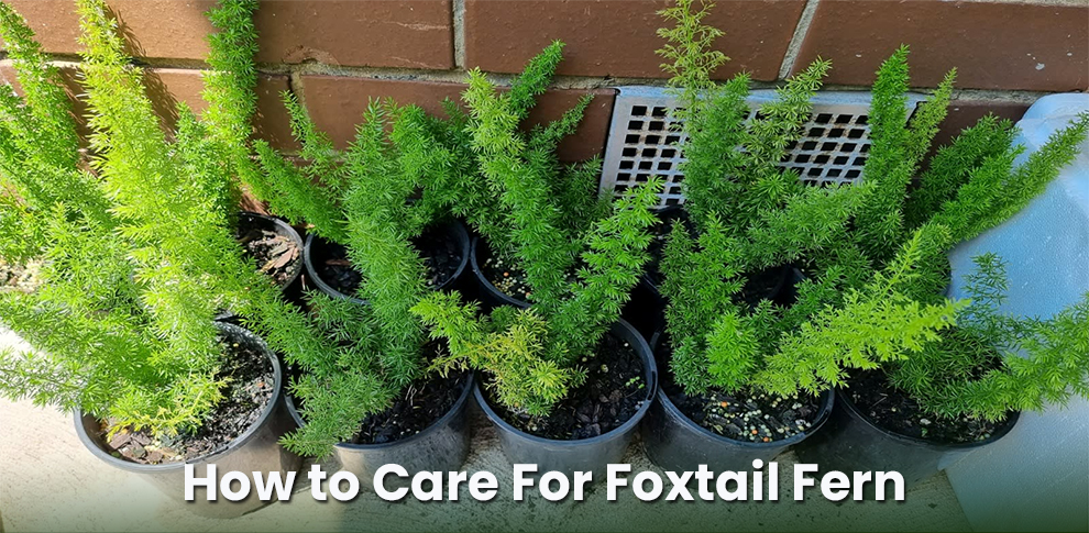 How to care for foxtail fern 