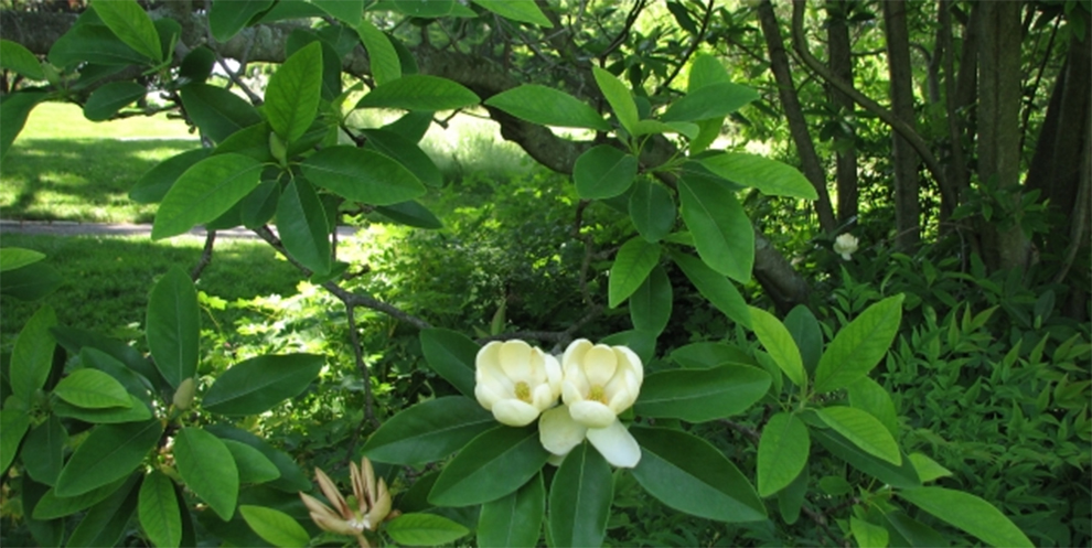 How To Care for Sweet Bay Magnolia