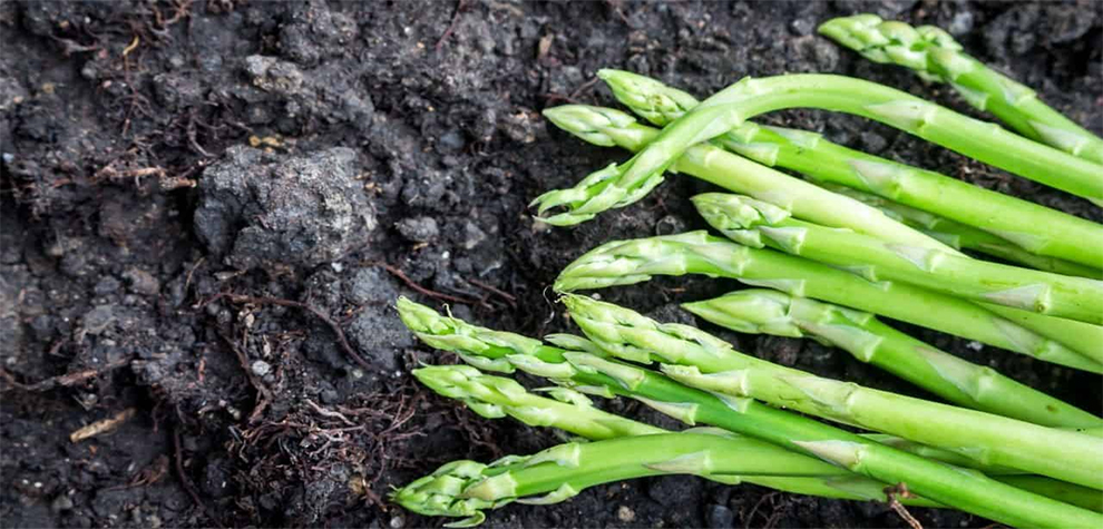 Care For Your Asparagus In Winter