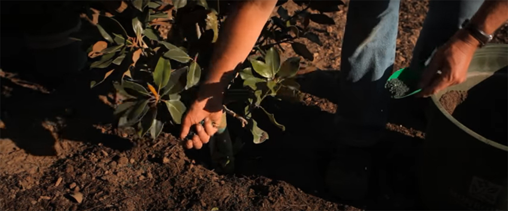How To Fertilize Magnolia Trees