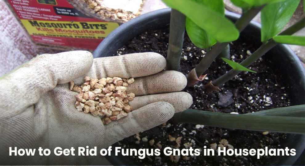 How to Get Rid of Fungus Gnats in Houseplants