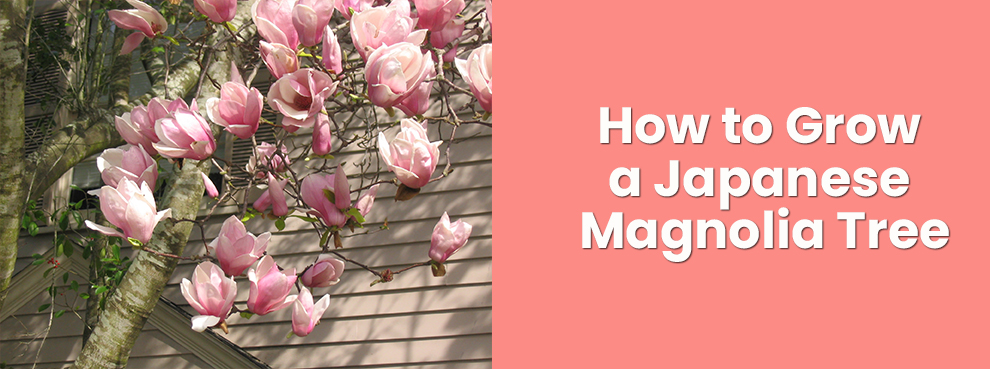 How to grow a japanese magnolia tree