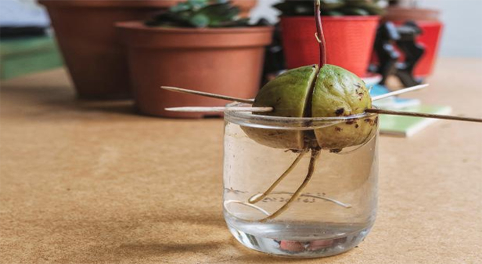 How to grow avocado from seed in water
