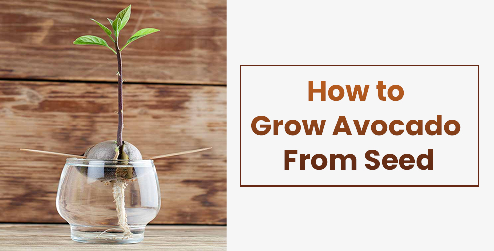 Grow avocado from seed