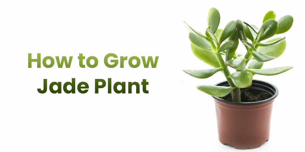  How to Grow Jade Plant