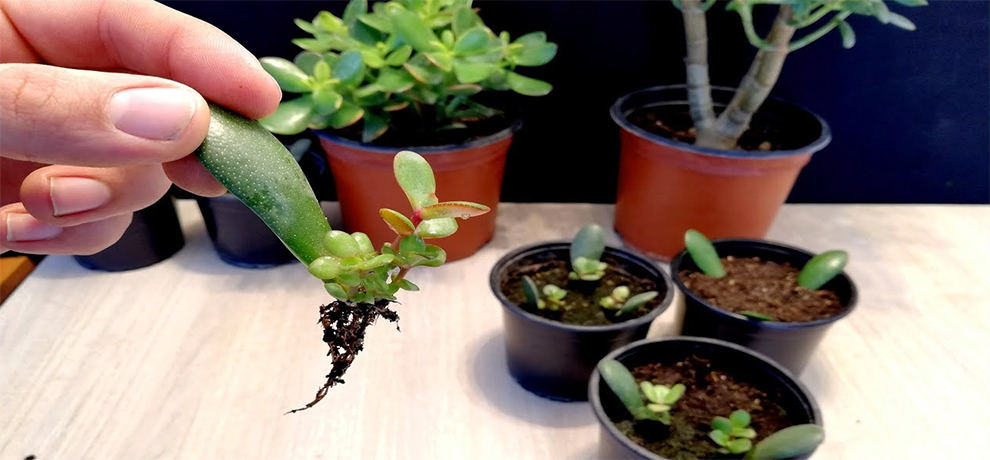 How To Grow Jade Plants From Stem Cuttings