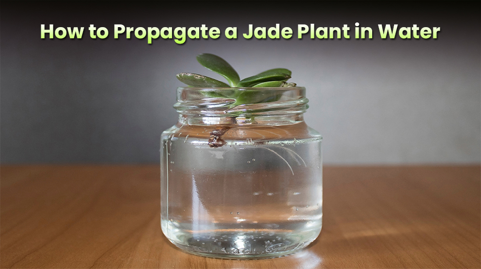  How to Propagate a Jade Plant in Water