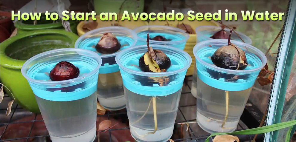 How to Start an Avocado Seed in water