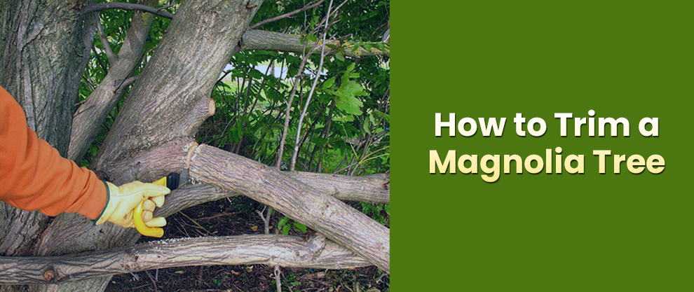 How to trim a magnolia tree