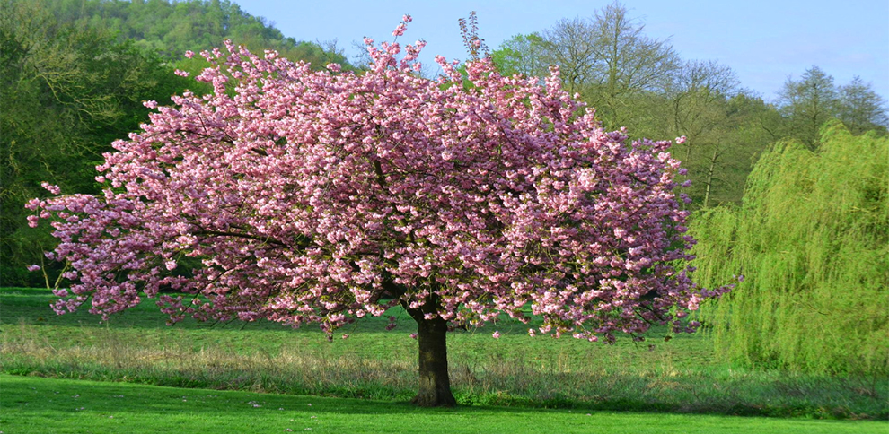 Ideal Growing Conditions for Japanese Magnolia Trees