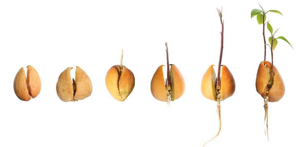 It Take An Avocado Seed To Sprout In Water