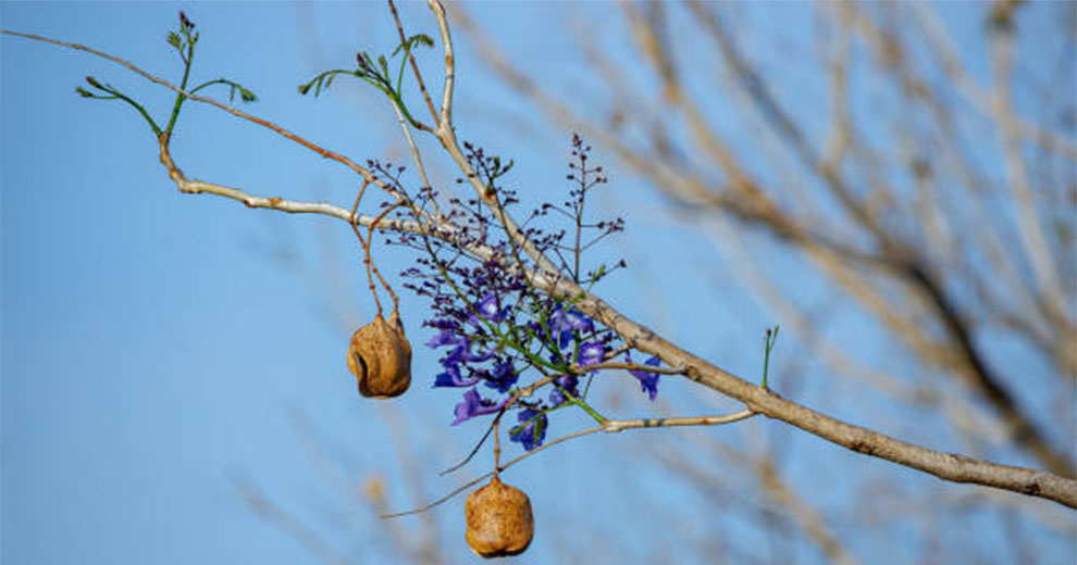 Jacaranda Tree Fruit