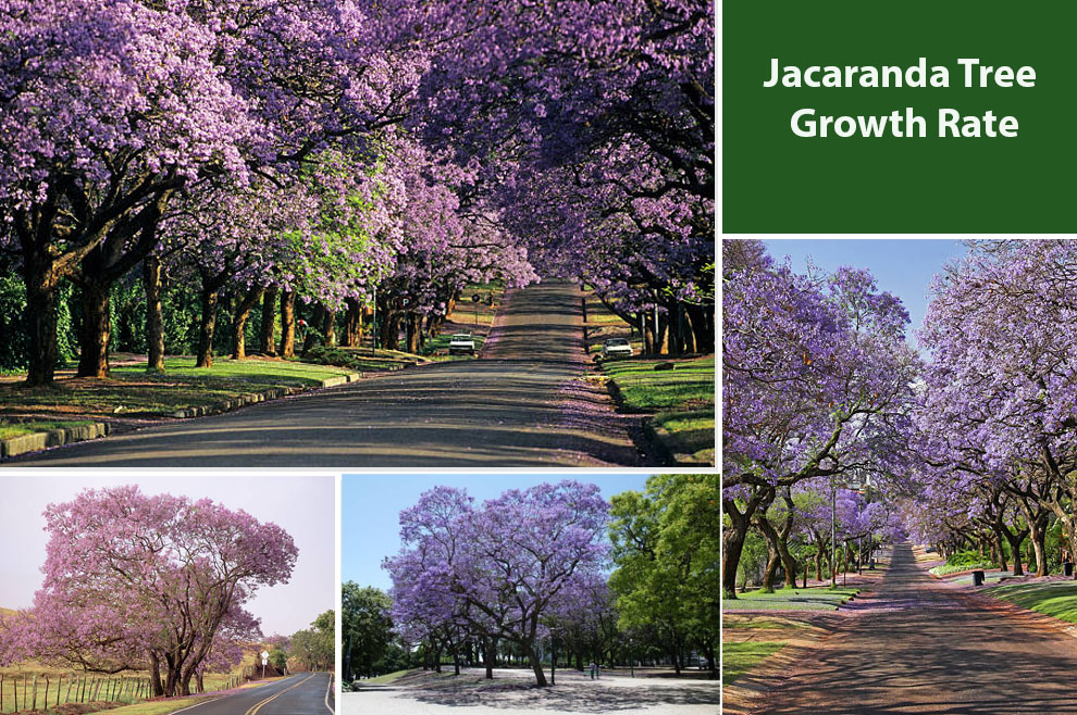 Jacaranda Tree Growth Rate