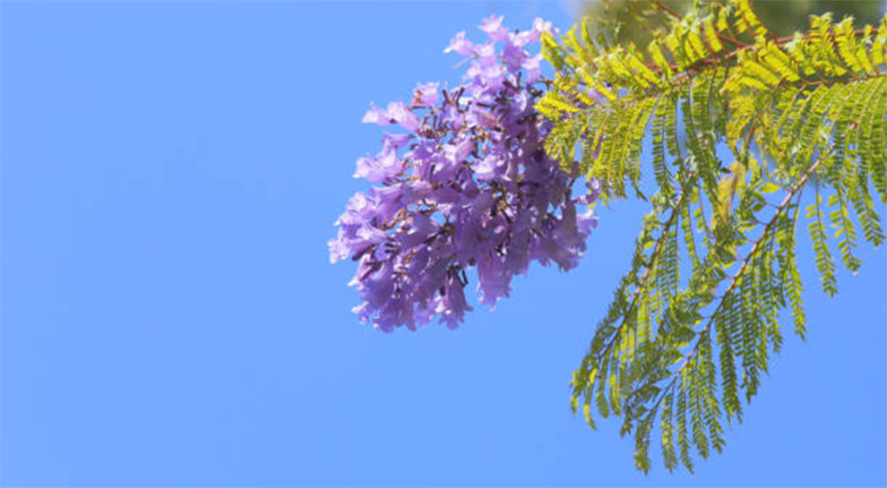 Jacaranda Tree Leaves