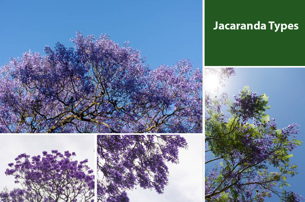 Jacaranda Types