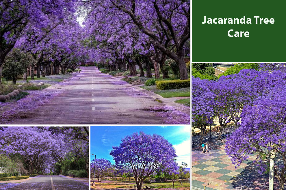 Jacaranda Tree Care 