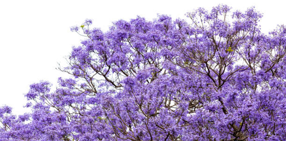 Jacaranda Tree Pros and Cons
