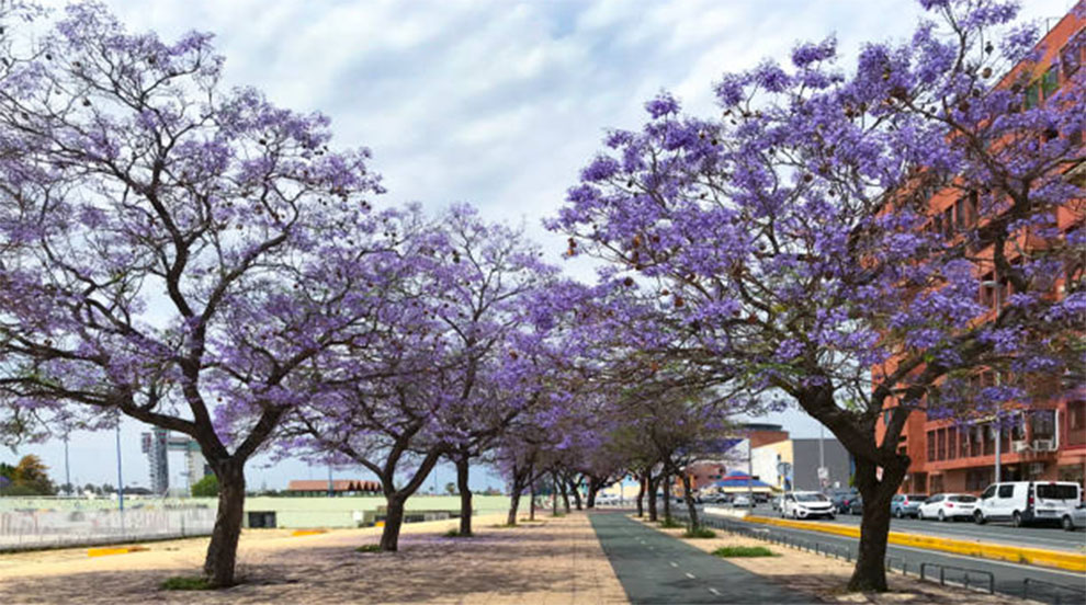 Jacaranda’s Growth Rate