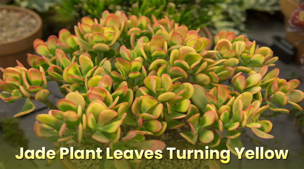Jade Plant Leaves Turning Yellow 