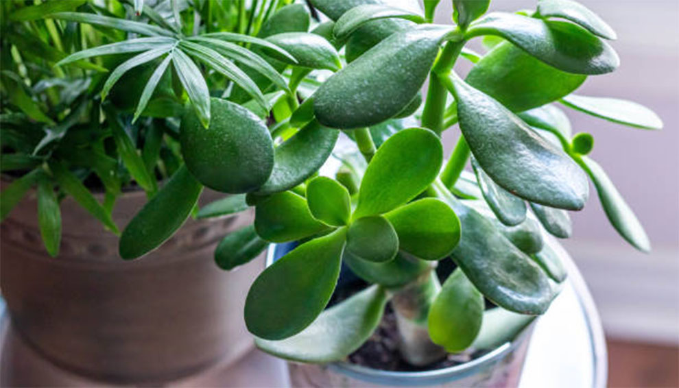 Jade Plant Care Indoors