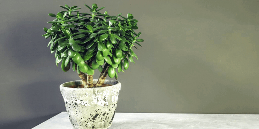 Jade plant pot size