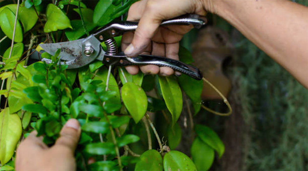 prune Jada Plant